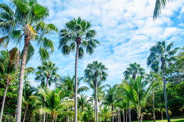 Obraz premium Lush green palm trees in a tropical landscape