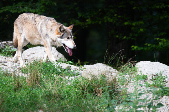 eastern timber wolf