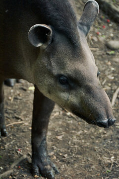 Tapiro