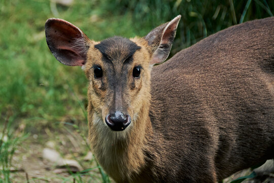 Cervo