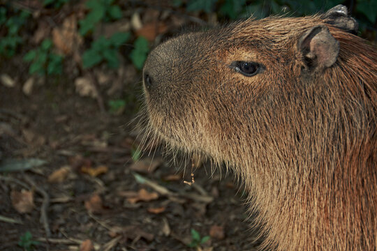 capibara