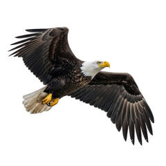 Obraz premium Powerful bald eagle flying with spread wings isolated on transparent background