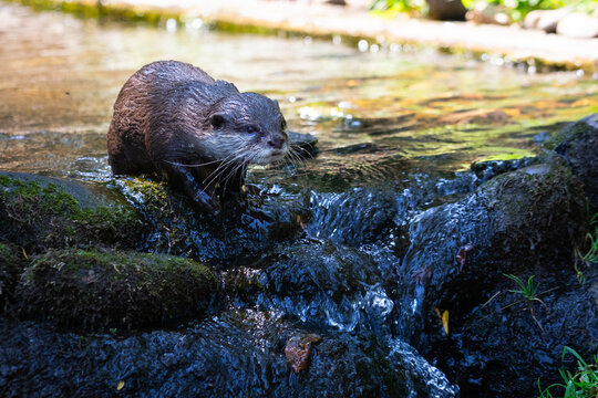 Small-clawed otter