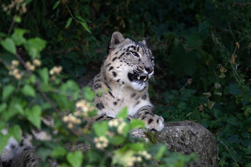 Snow leopard © Cloudtail