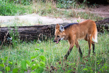 Maned wolf © Cloudtail