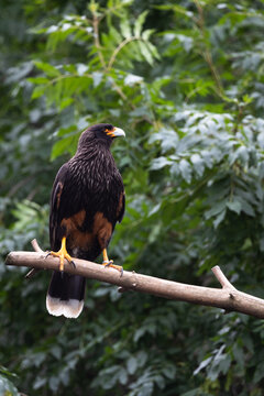 striated caracara