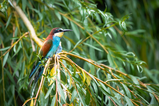 Northern carmine bee-eater