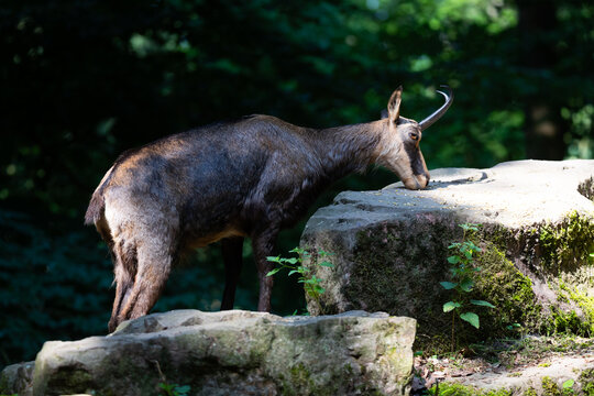 Chamois