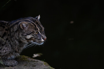 fishing cat © Cloudtail