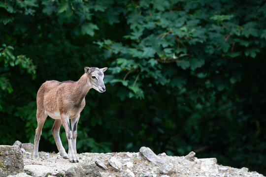 Mouflon