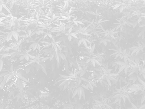 Dark minimalist foliage texture background for text overlay