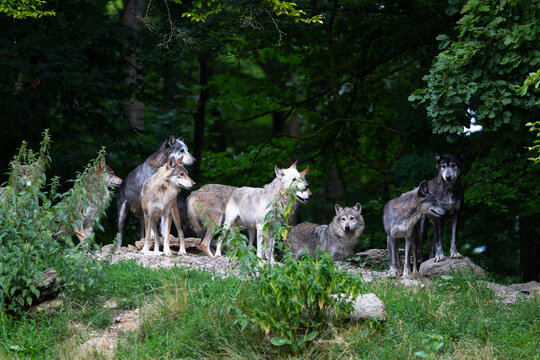 eastern timber wolf