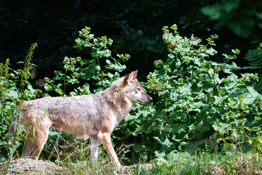 eastern timber wolf