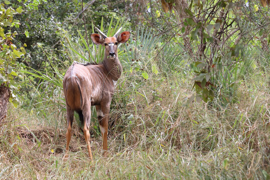 S&uuml;dliche Schirrantilope / Cape bushbuck / Tregelaphus sylvaticus