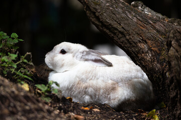 Rabbit © Cloudtail
