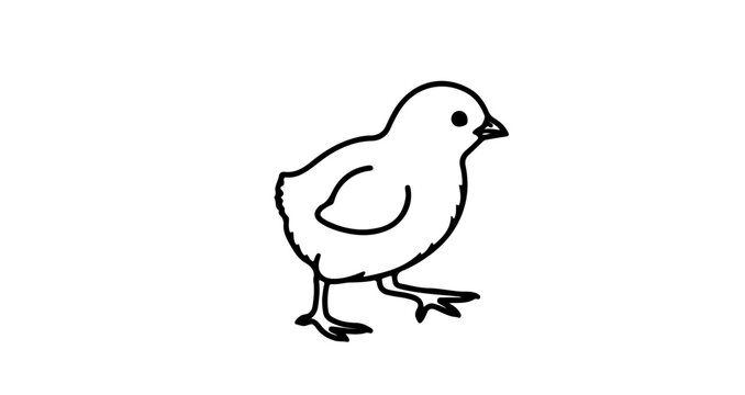 Cute chick drawing