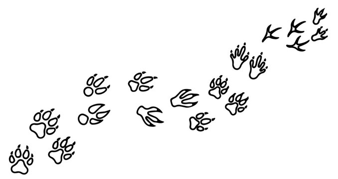 Various animal paw prints and bird tracks illustration