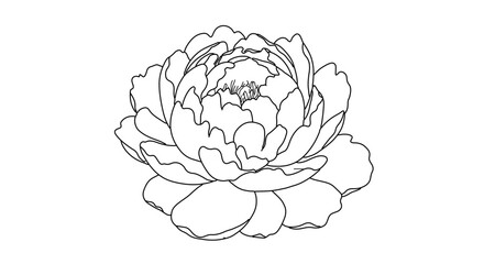 Obraz premium Hand drawn peony flower line art illustration