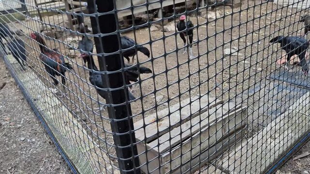 Group of Bangkok Fighting Chickens Inside a Wire Mesh Cage on a Local Farm.