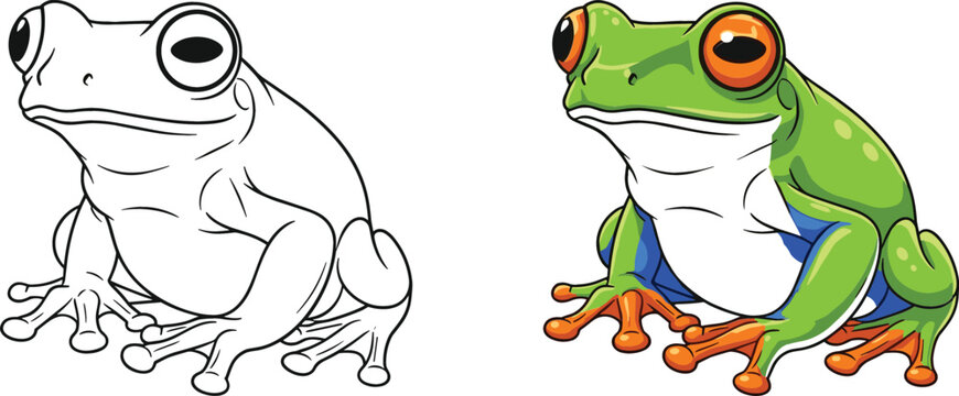 Tree frog illustration in outline and full color versions featuring detailed amphibian character in realistic cartoon vector style isolated background