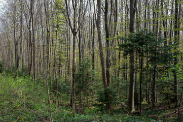 Fototapeta premium Beautiful scenery of deciduous and coniferous trees in early spring woodland