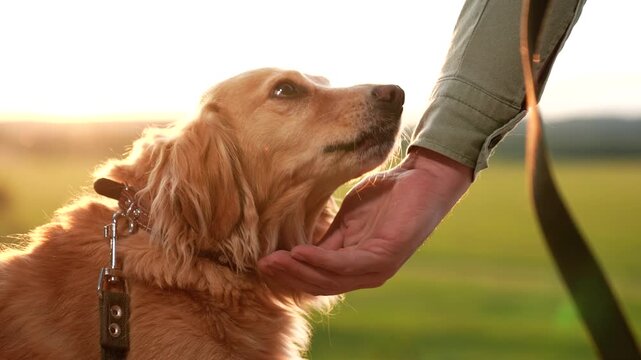 Trainer gives snack and shakes paw of cocker spaniel dog in park at sunset man feeds cocker spaniel dog at twilight summer park man teaches cute dog tricks with food in summer sunset field closeup