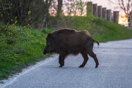 Wild Boar Crossing Rural Road at Sunset | Dzik przecinający wiejską drogę o zachodzie słońca