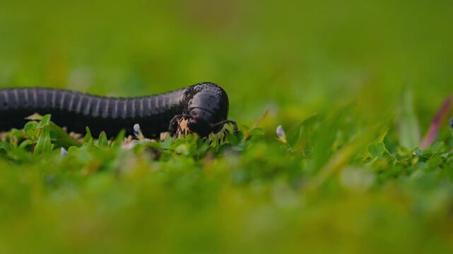 Giant millipede Spirostreptus centrurus crawling through green grass in natural habitat, detailed macro view of a large arthropod moving slowly with many legs, wildlife behavior and texture of segment