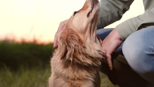 Man owner strokes faithful cocker spaniel dog sitting nearby in park at sunset light owner shows love stroking spaniel dog in country park owner with red-haired dog rest together in dusk park closeup