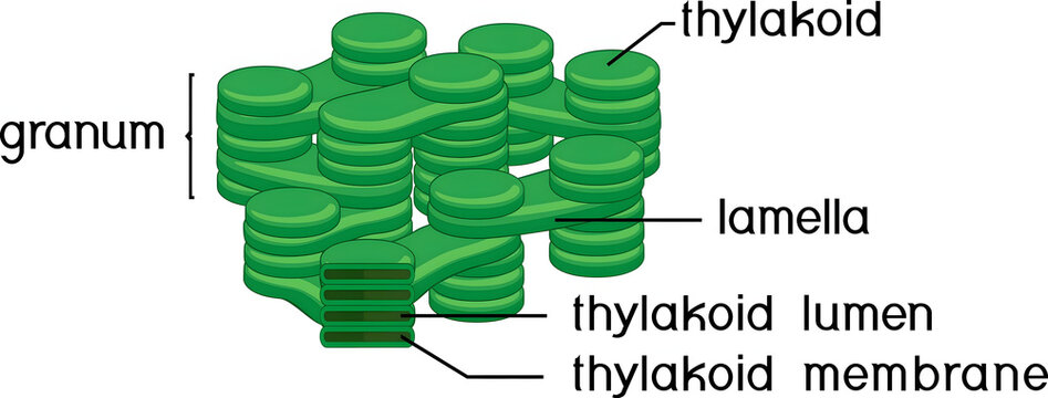 Photosynthesis Structure in Focus: A detailed illustration revealing the intricate structures of a chloroplast's granum, with labels highlighting thylakoids, lamella, and thylakoid lumen