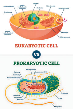 Cellular Showdown: Eukaryotic vs. Prokaryotic Cells: A visually striking illustration comparing the intricate structures of eukaryotic and prokaryotic cells.