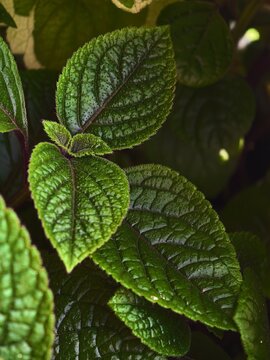 Macro texture of green leaves Plectranthus background. Close up of tropical plant leaf with veins and hairy surface. Natural organic pattern and botanical foliage concept.