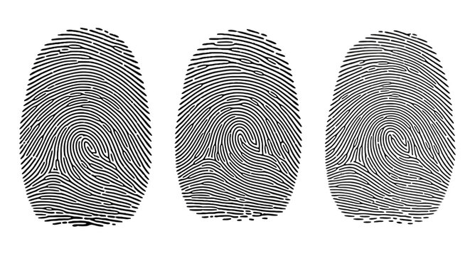 Detailed black fingerprint set on white background, human thumbprint icons for security and identification, forensic biometric vector elements