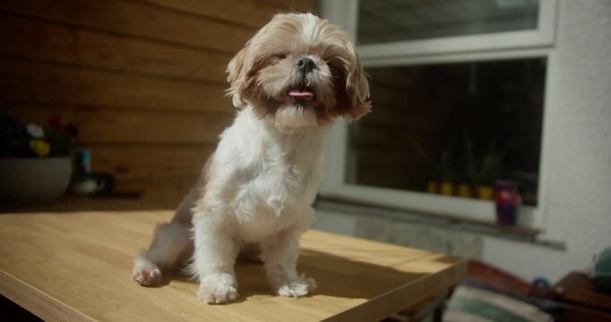 Creamy White Shih Tzu Dog Outdoor Portrait - Wide Angle Shot | 4K Video
