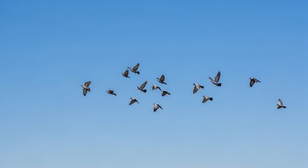 Obraz premium Flock of birds soaring against a clear blue sky daytime aerial view
