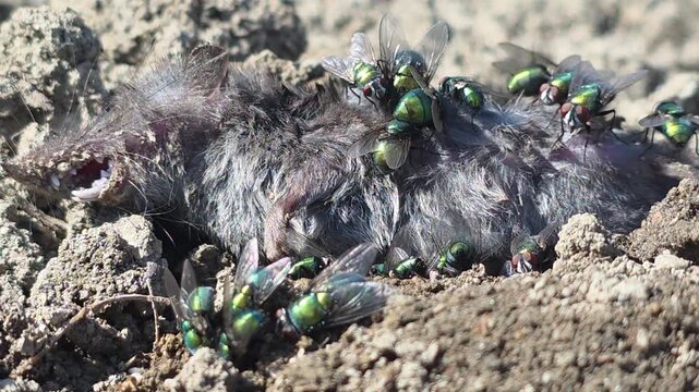 
Nature's Scavengers: Metallic Greenbottle Flies Swarming Over a Dead Mouse Carcass #002


