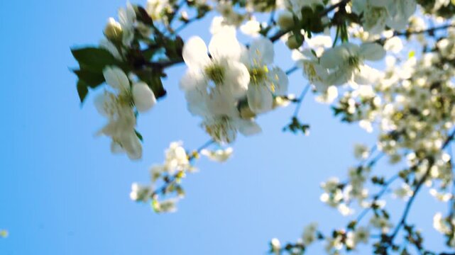 flowering and pollination of flowers on a cherry tree in spring