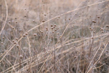 Obraz premium Golden Hour Wildflowers in Soft Focus Meadow 
