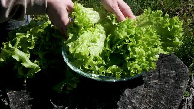 Harvesting fresh lettuce from the land by hand, close up. High quality 4k footage