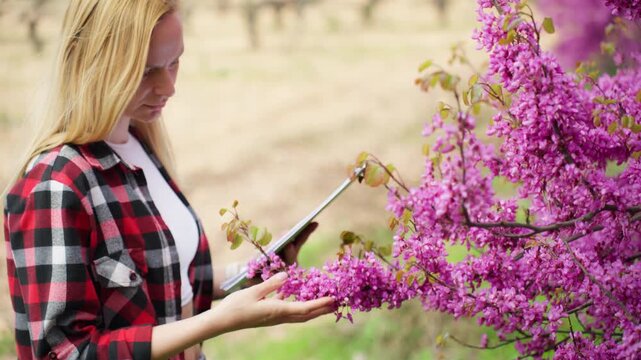 Female researcher studying flowering trees in an orchard, analyzing plant development and collecting data for agricultural research during springtime.