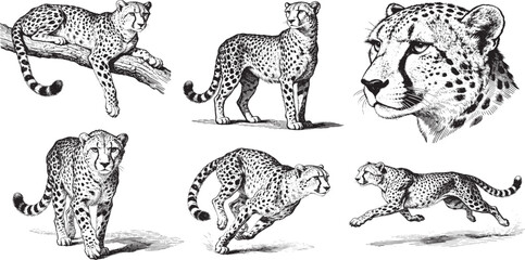 Hand drawn Cheetah illustration line set poses, detailed sketch vintage ink style © JOMWASCHARA KOMVORN