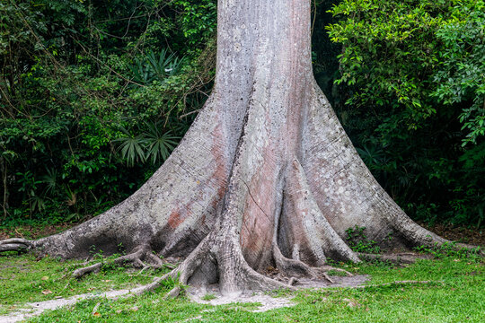 Big Leaf Mahogany (Swietenia macrophylla) tree trunk, Tikal national park, Guatemala.