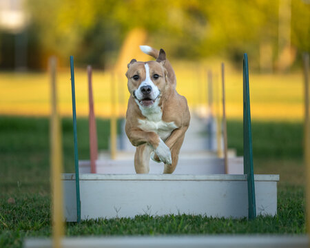 Mixed breed dog going over low jumps