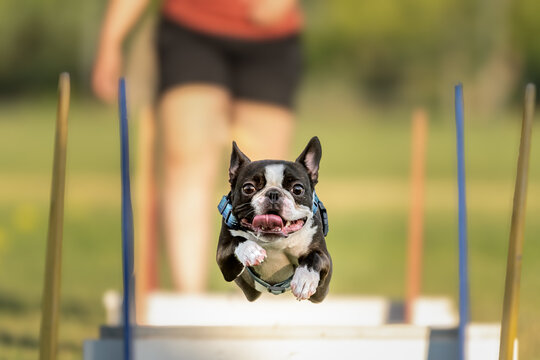 Close up photo of a Boston terrier dog going over jumps