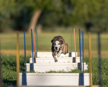 Whippet dog during a morning fly ball practice