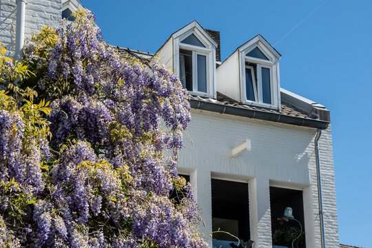 Blauregen an wei&szlig;er Fassade mit Dachgauben im Sonnenlicht, Eijsden, Limburg, Niederlande