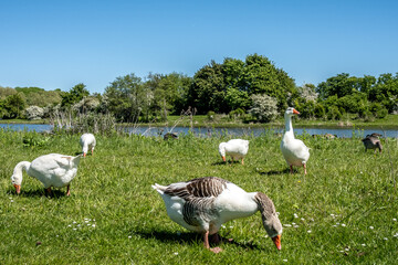 Gänse auf grüner Uferwiese im Frühlingslicht, Eijsden, Limburg, Niederlande © M. Claushallmann