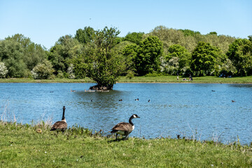 Kanadagänse am Seeufer in grüner Naturlandschaft, Eijsden, Limburg, Niederlande © M. Claushallmann