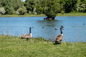 Kanadagänse am Seeufer in grüner Naturlandschaft, Eijsden, Limburg, Niederlande © M. Claushallmann