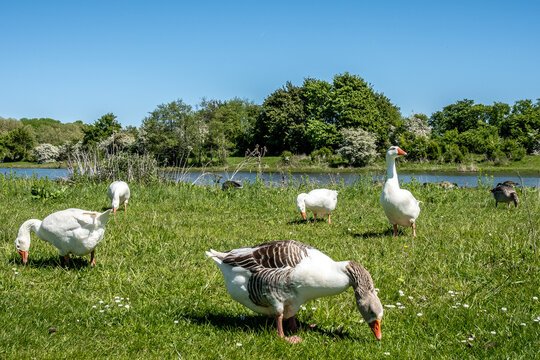 G&auml;nse auf gr&uuml;ner Uferwiese im Fr&uuml;hlingslicht, Eijsden, Limburg, Niederlande